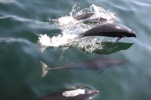 a pod of dolphins swimming above and below the surface of the ocean